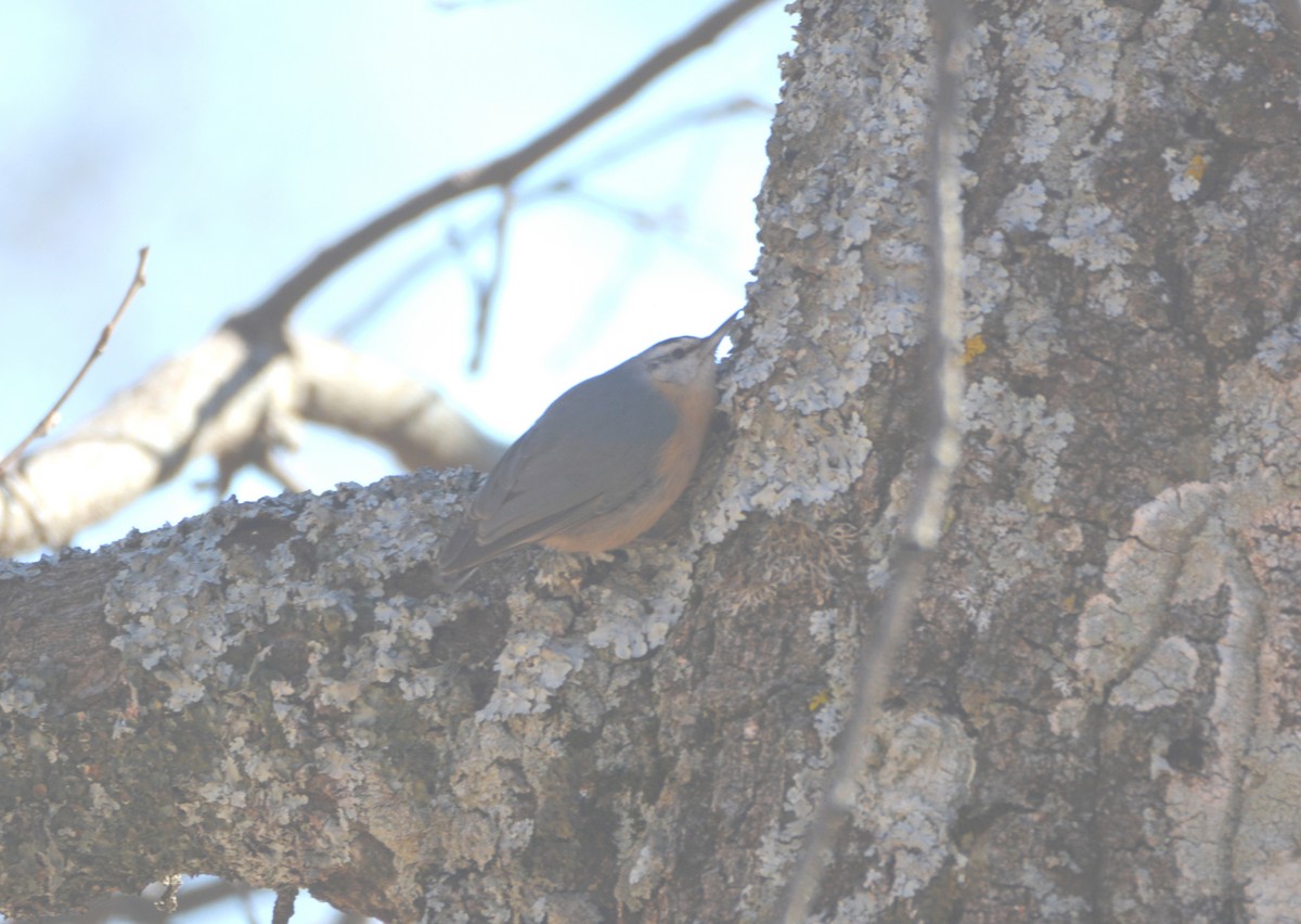Algerian Nuthatch - ML631097110