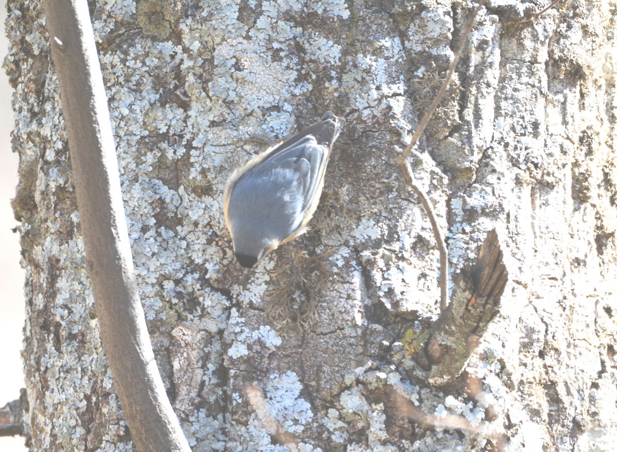 Algerian Nuthatch - ML631097114