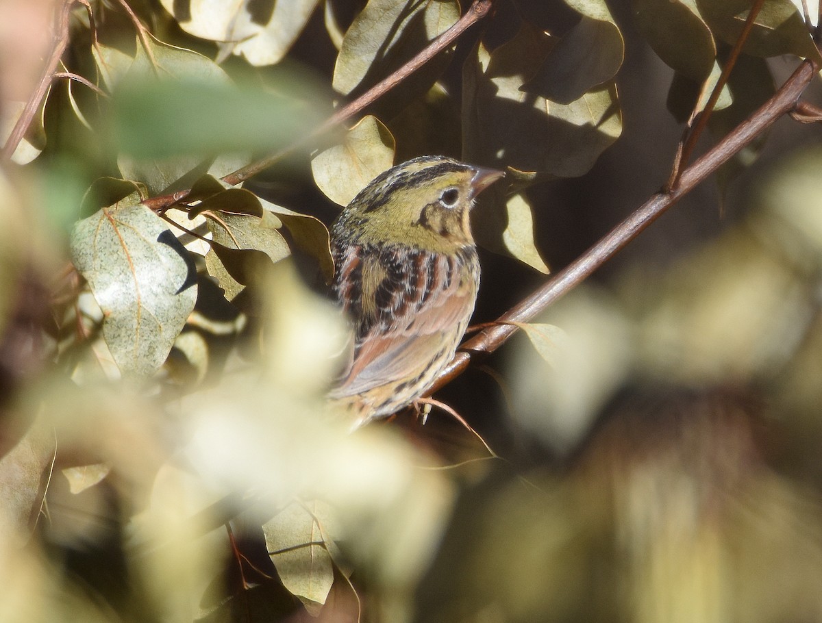 Henslow's Sparrow - ML631097122