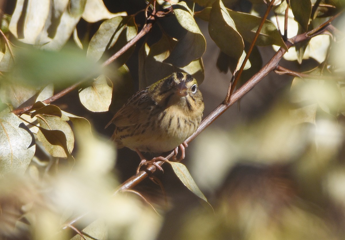 Henslow's Sparrow - ML631097123