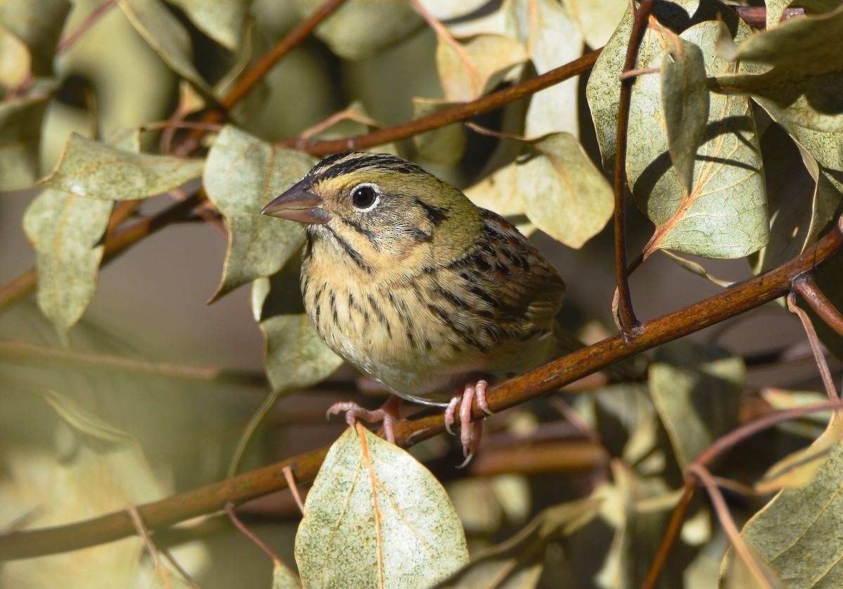 Henslow's Sparrow - ML631097124
