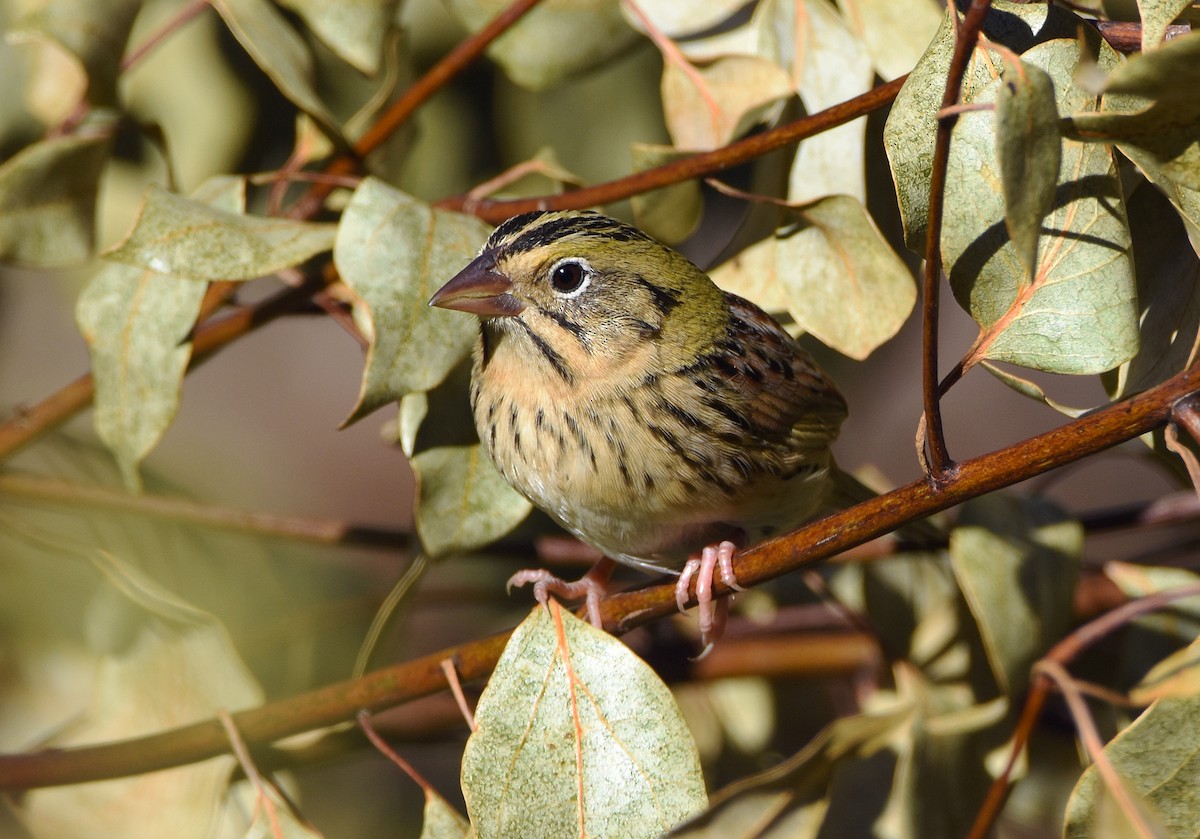 Henslow's Sparrow - ML631097125