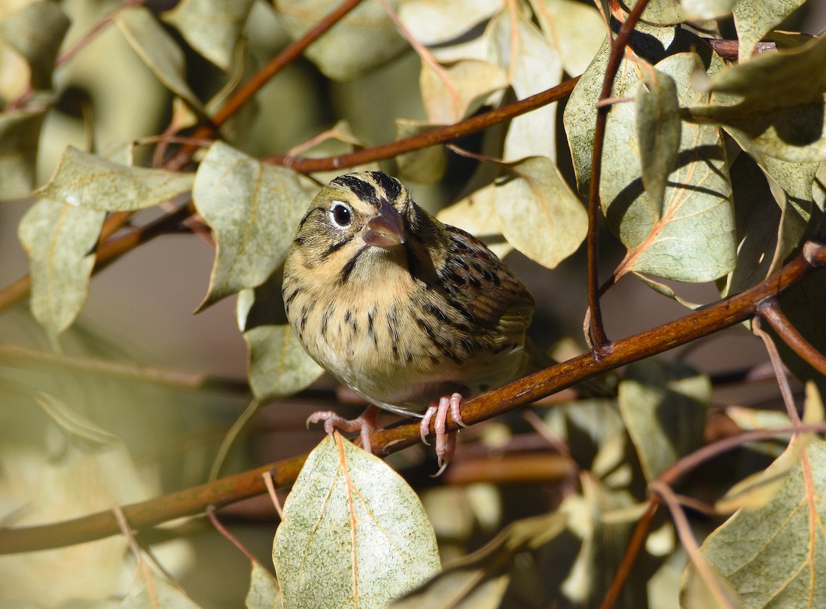 Henslow's Sparrow - ML631097127