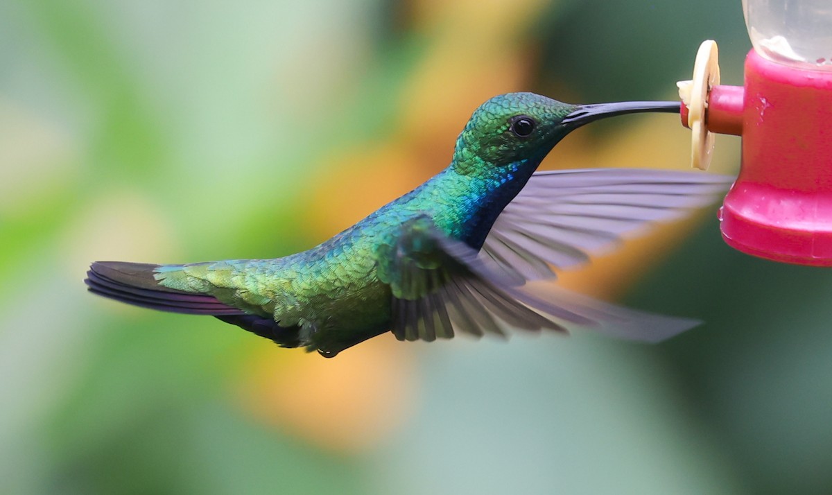 Black-throated Mango (Ecuadorian) - ML631097282