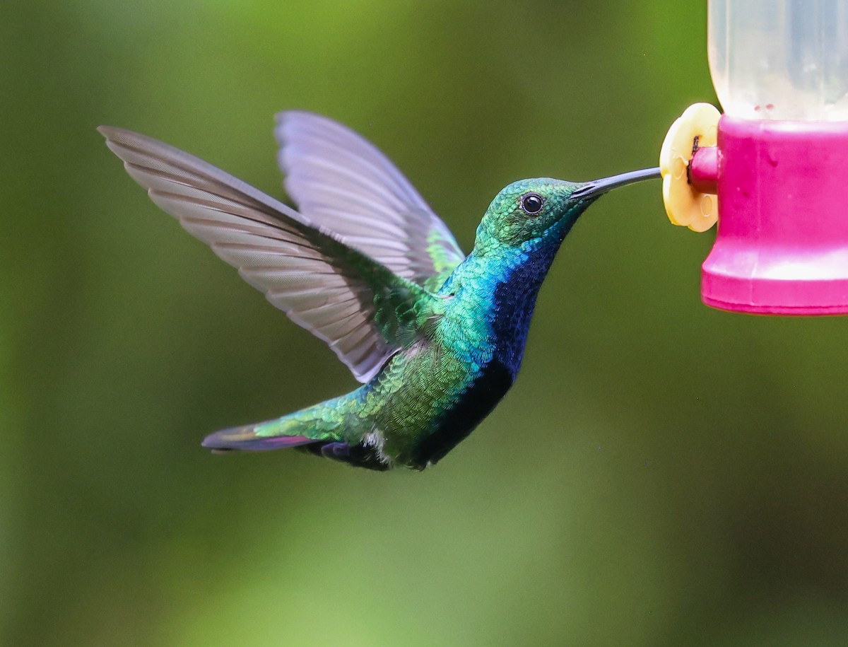 Black-throated Mango (Ecuadorian) - ML631097283
