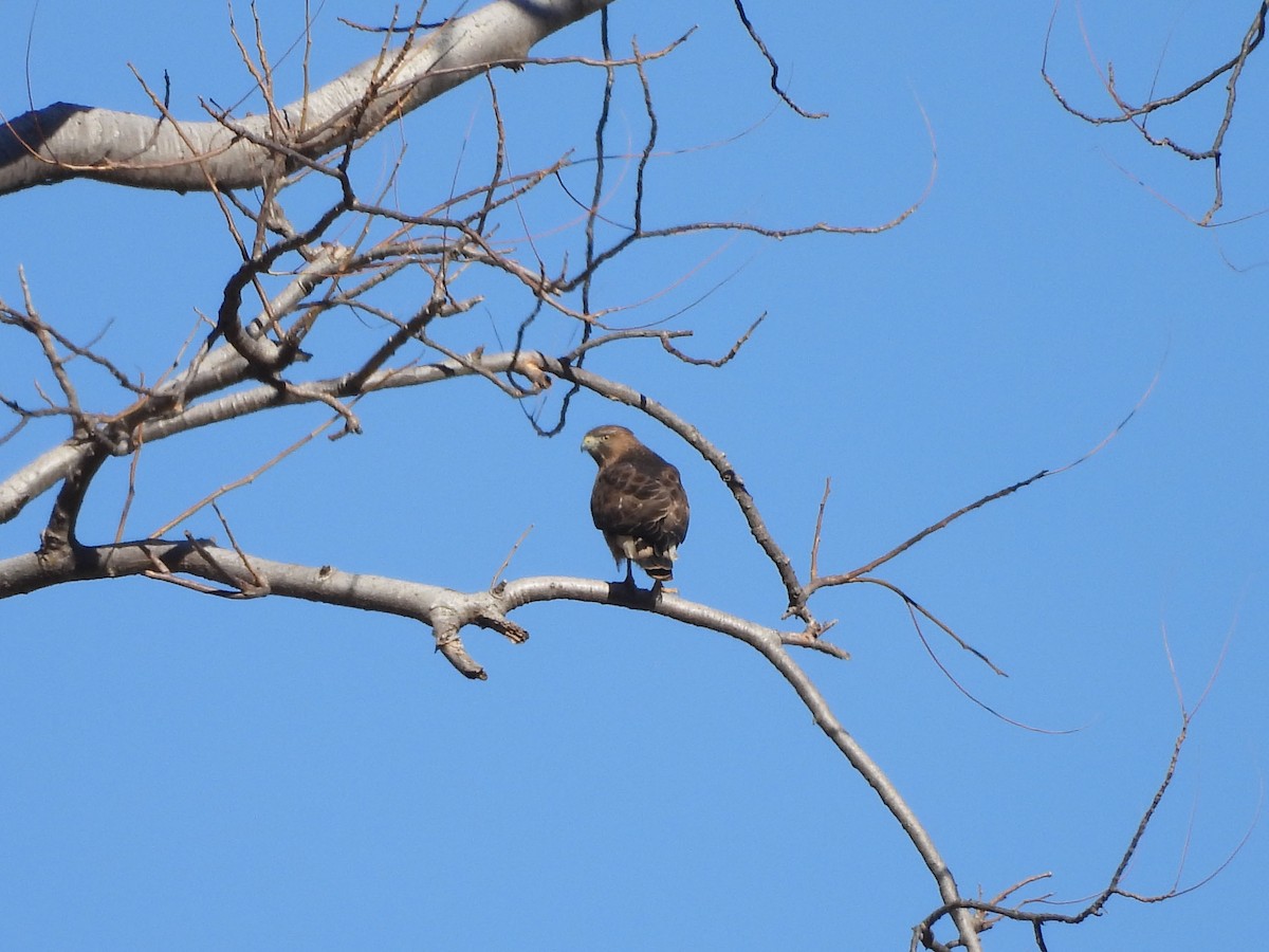 ハネビロノスリ - ML631097428