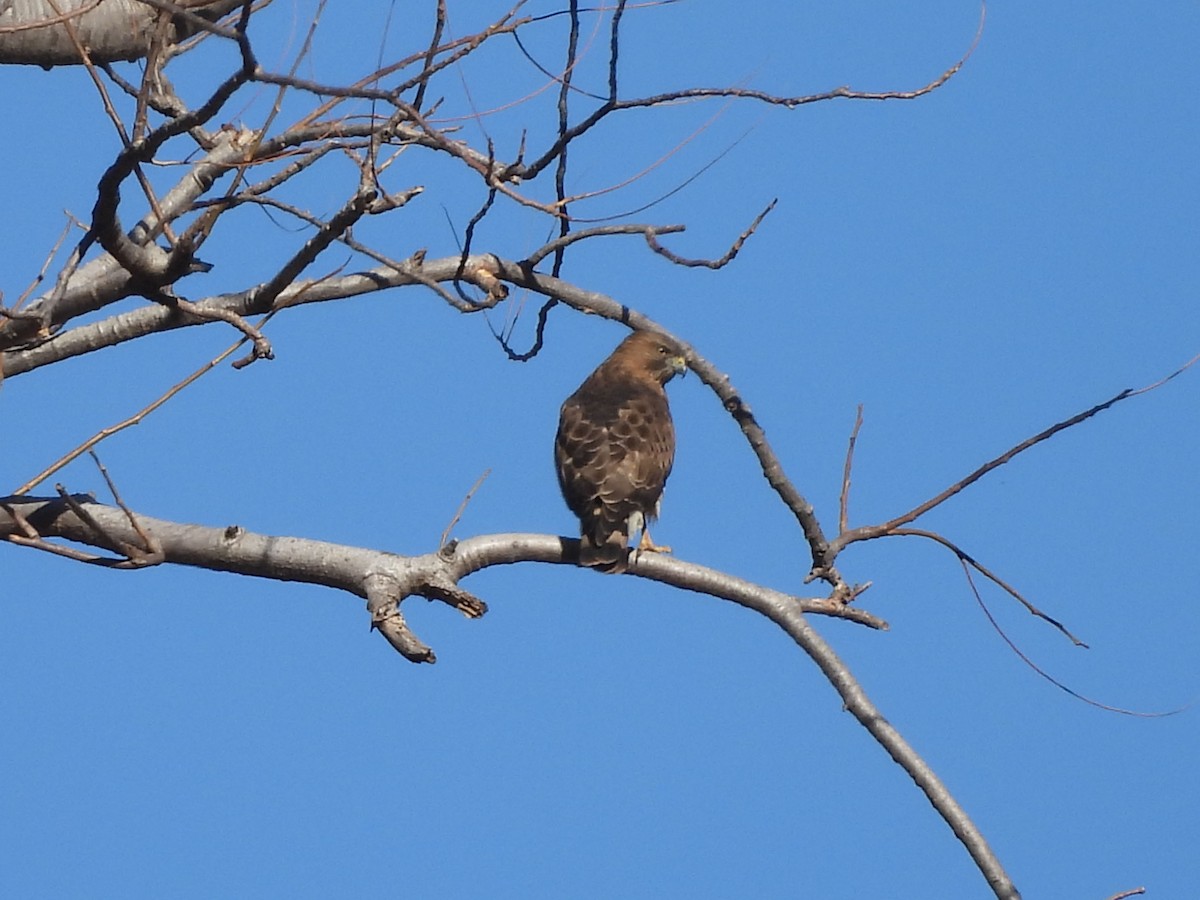 ハネビロノスリ - ML631097429