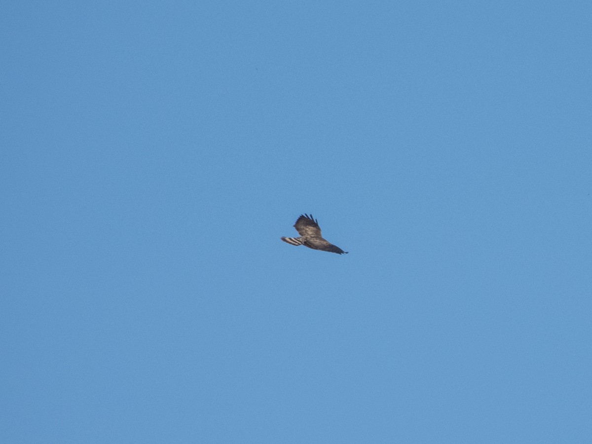 ハネビロノスリ - ML631097430