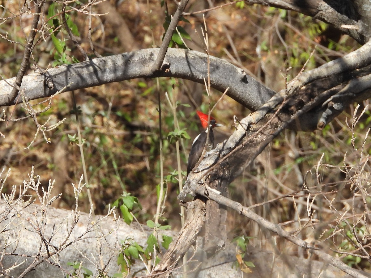 シマクマゲラ - ML631097440