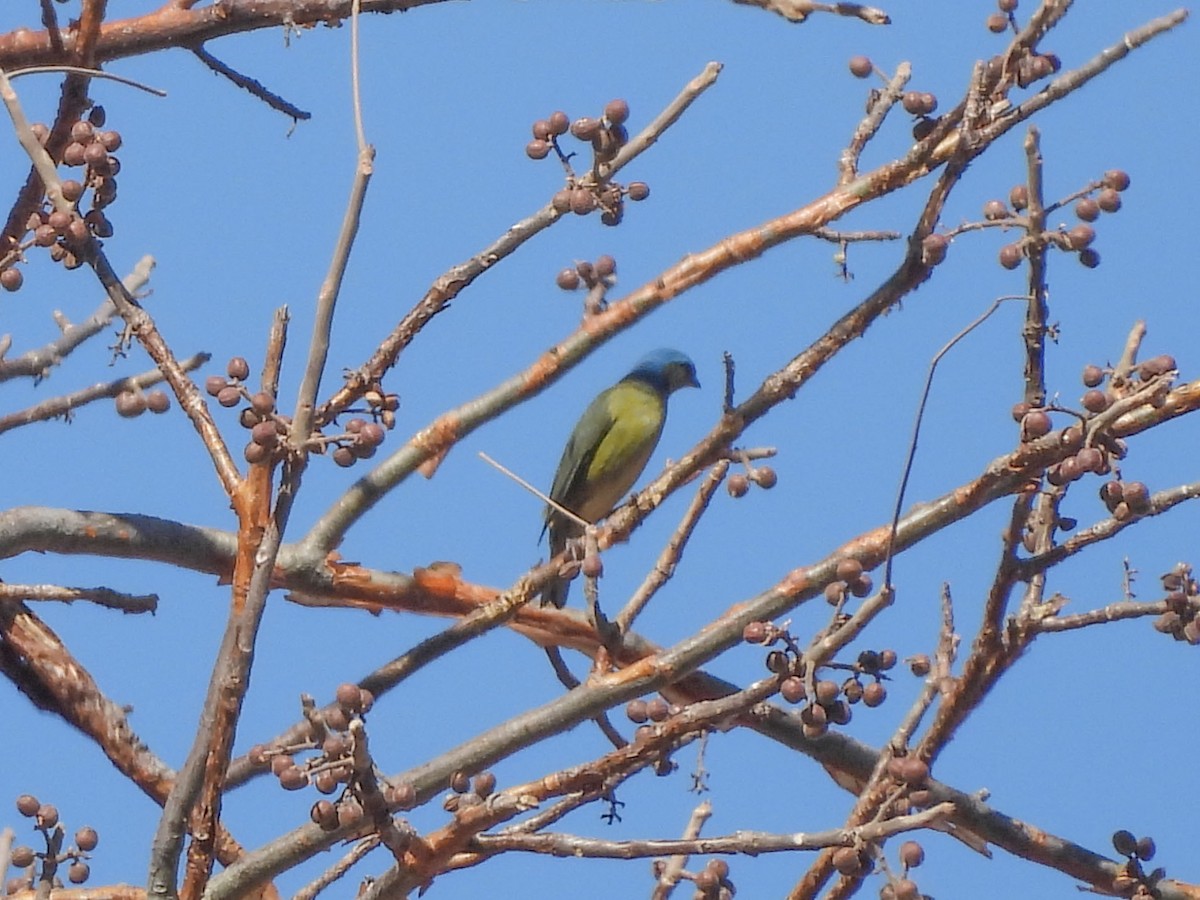 ルリゴシサンショクフウキンチョウ - ML631097446