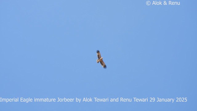 Aigle impérial - ML631097479