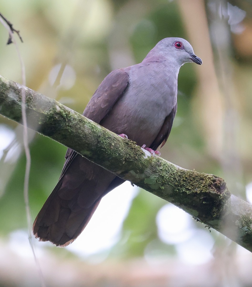 Dusky Pigeon - ML631097652