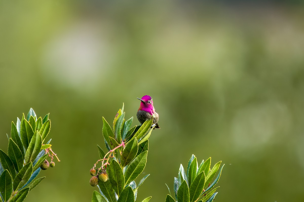 Anna's Hummingbird - ML631097706