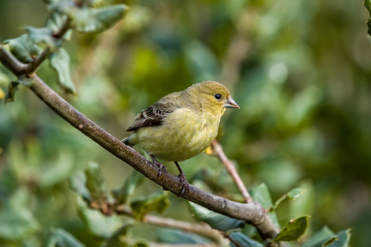 Lesser Goldfinch - ML631097721