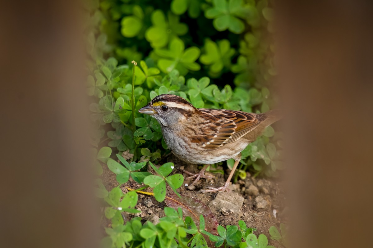White-throated Sparrow - ML631097763