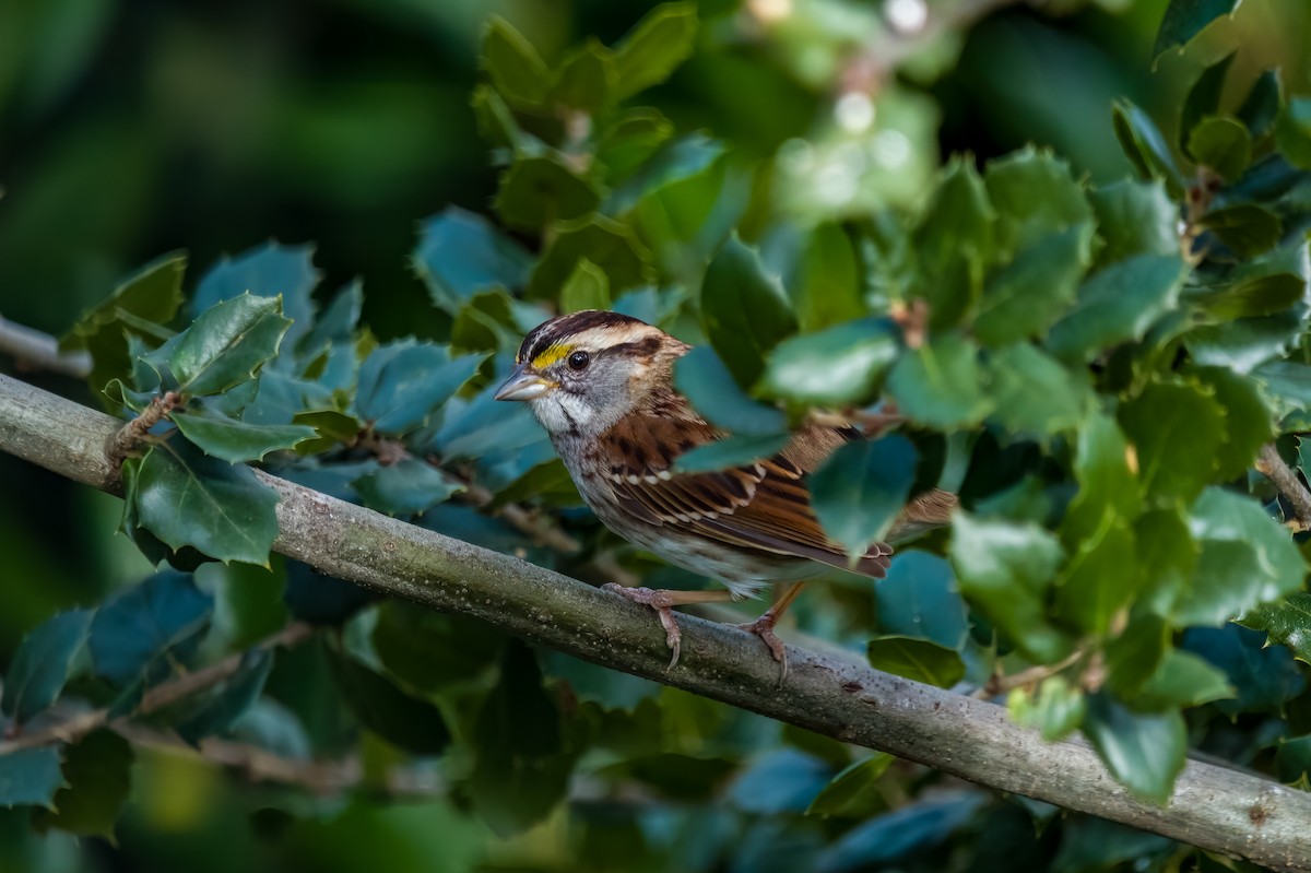 White-throated Sparrow - ML631097765