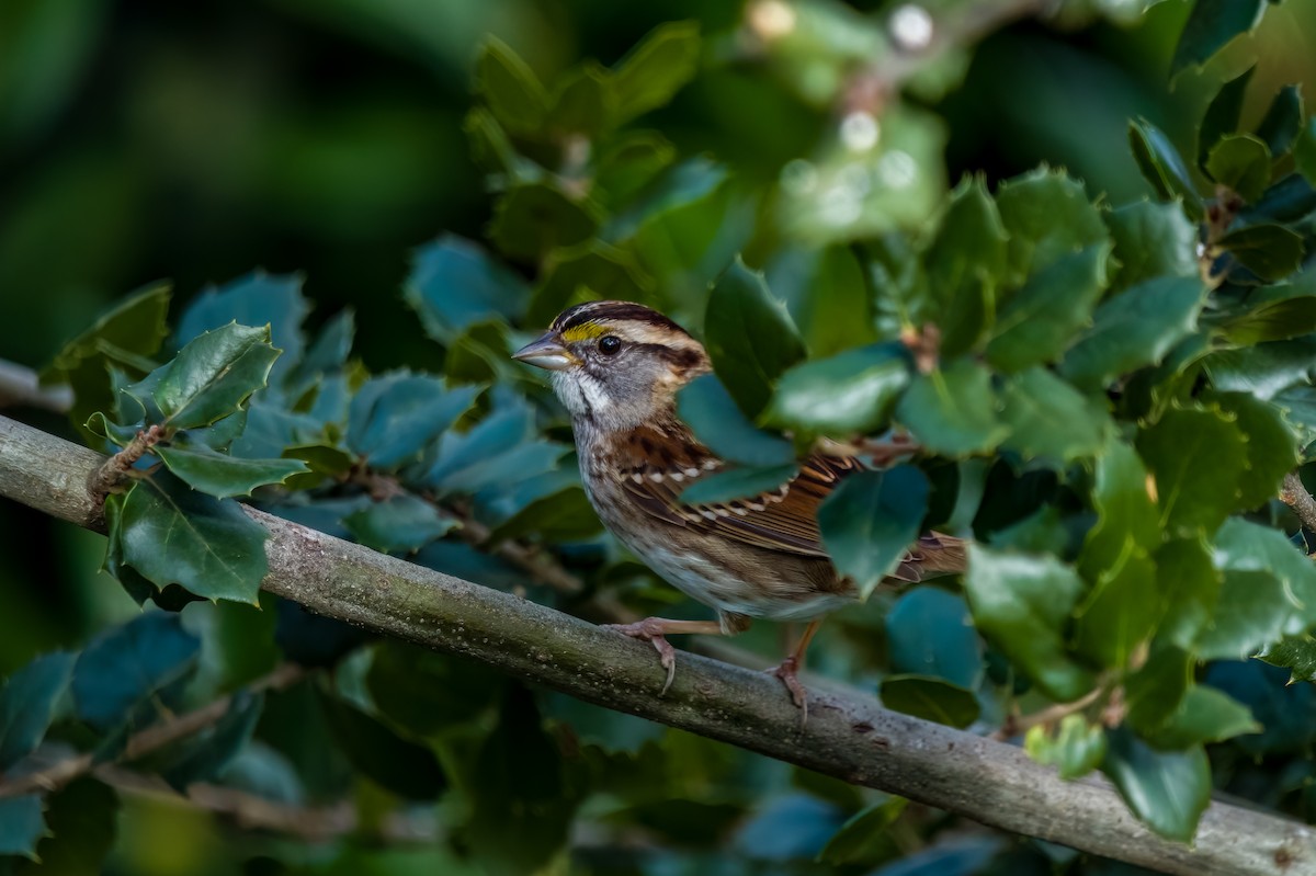 White-throated Sparrow - ML631097766