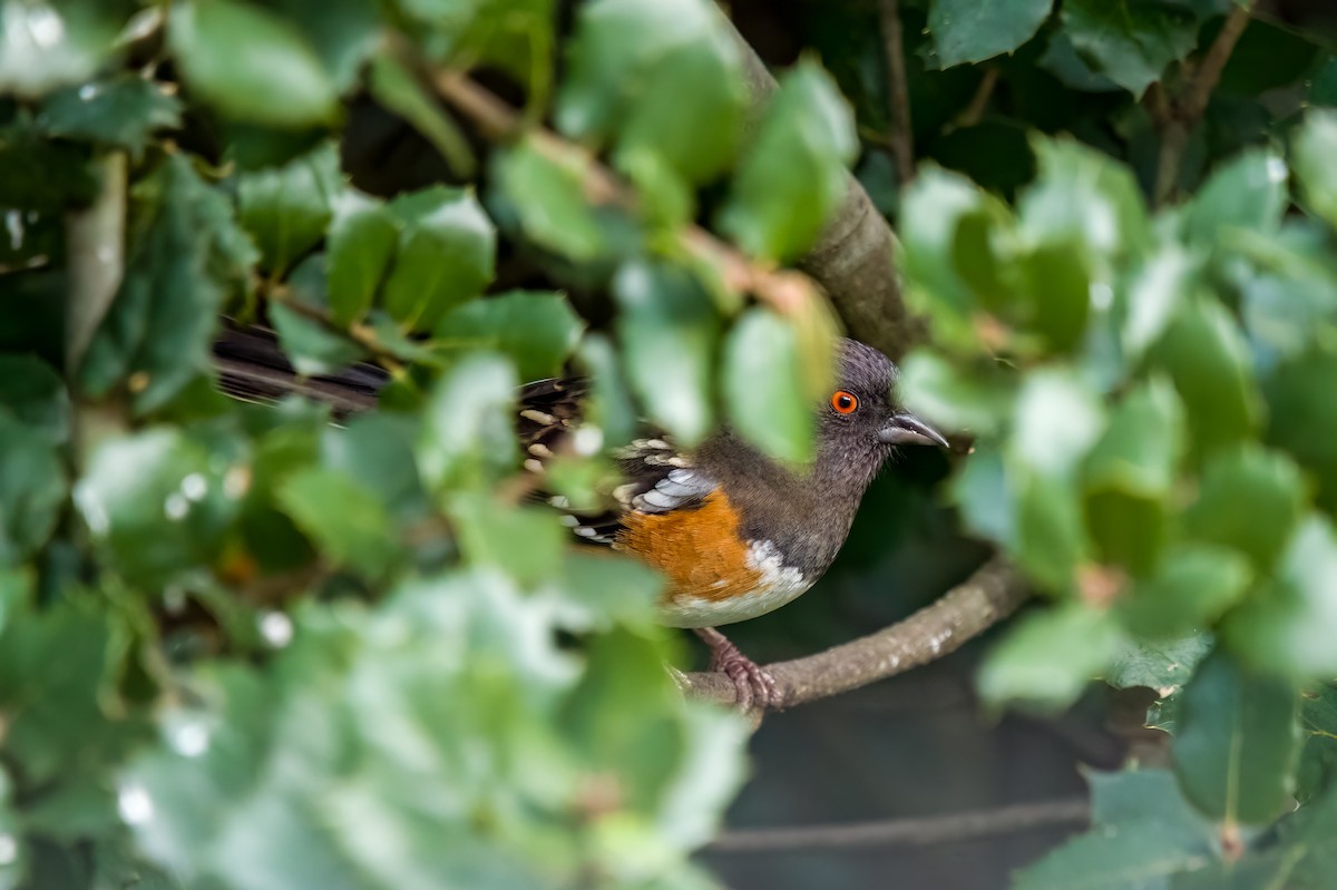 Spotted Towhee - ML631097783