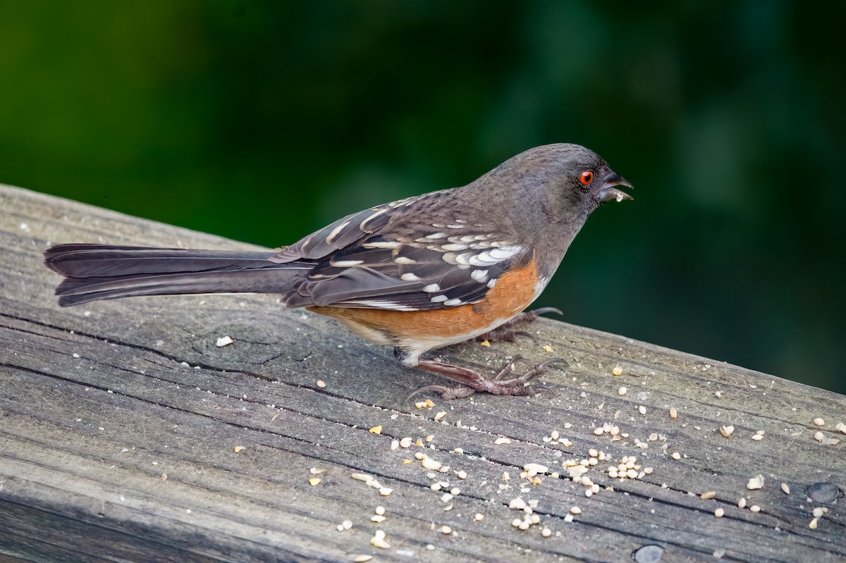 Spotted Towhee - ML631097784