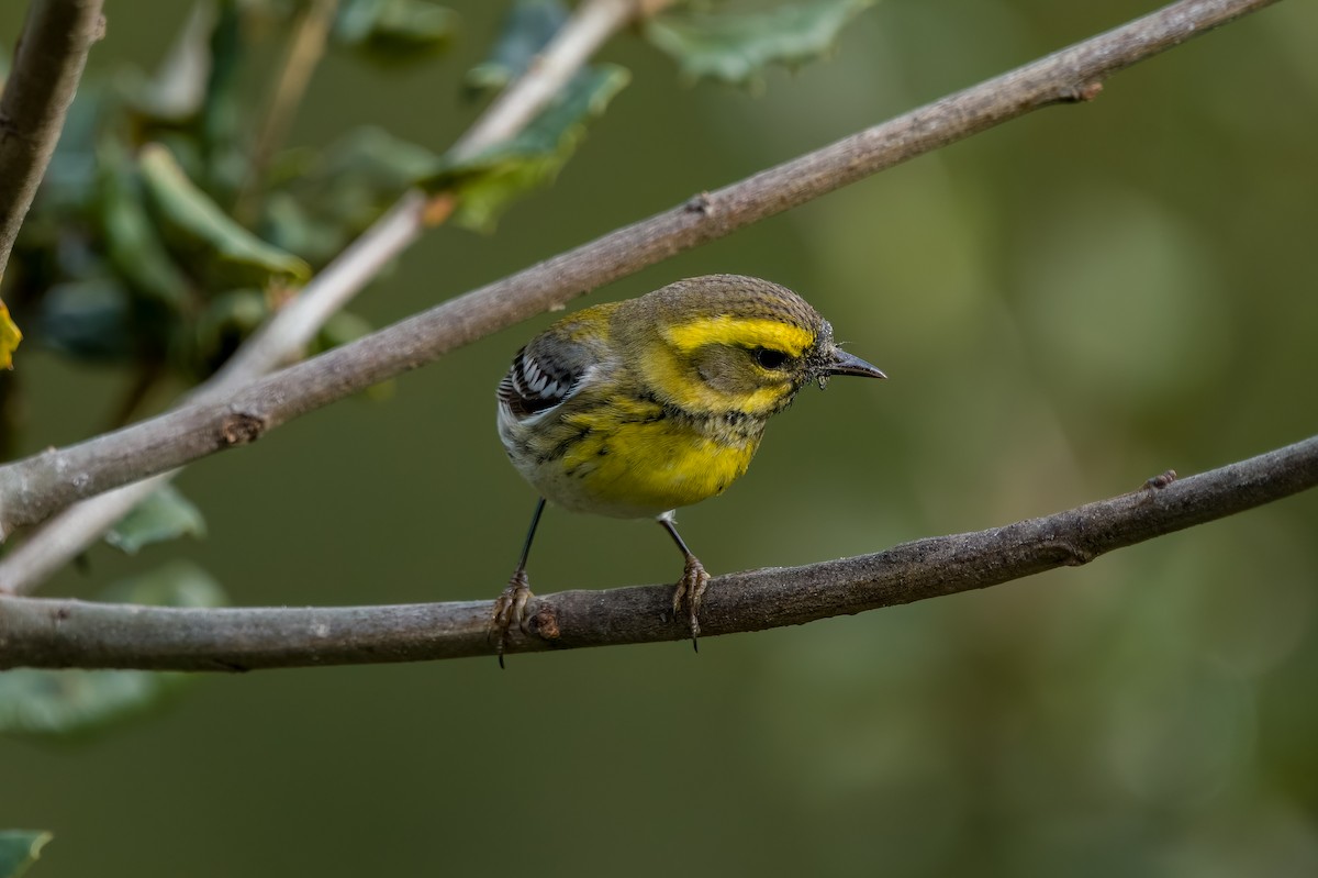 Townsend's Warbler - ML631097809