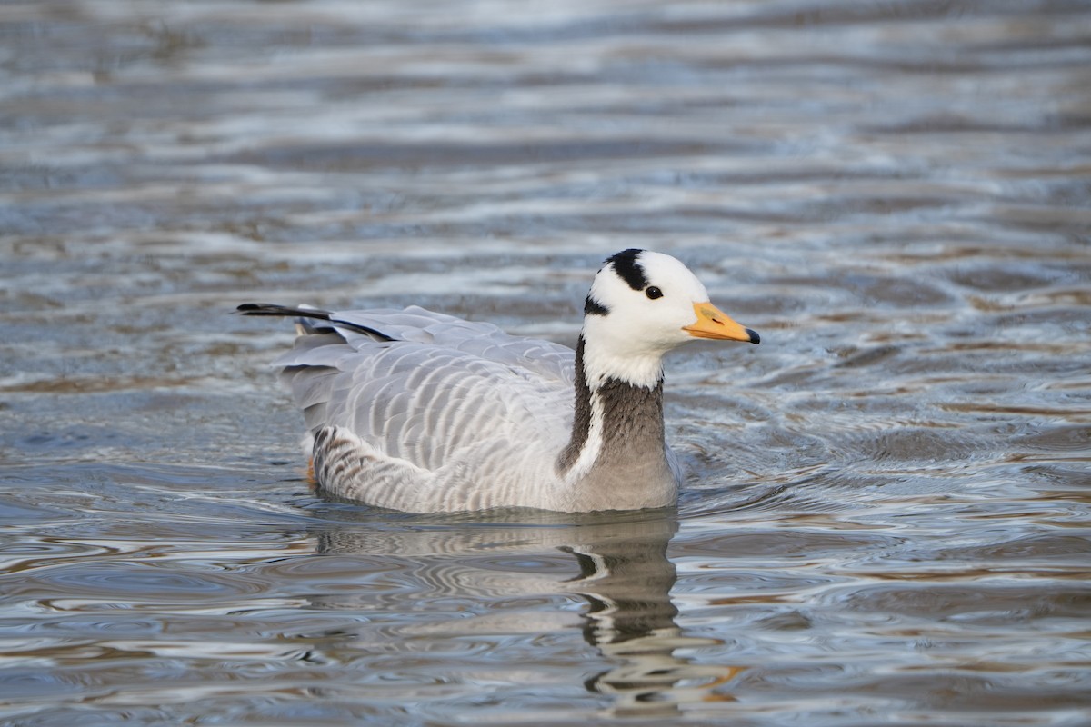Bar-headed Goose - ML631097812