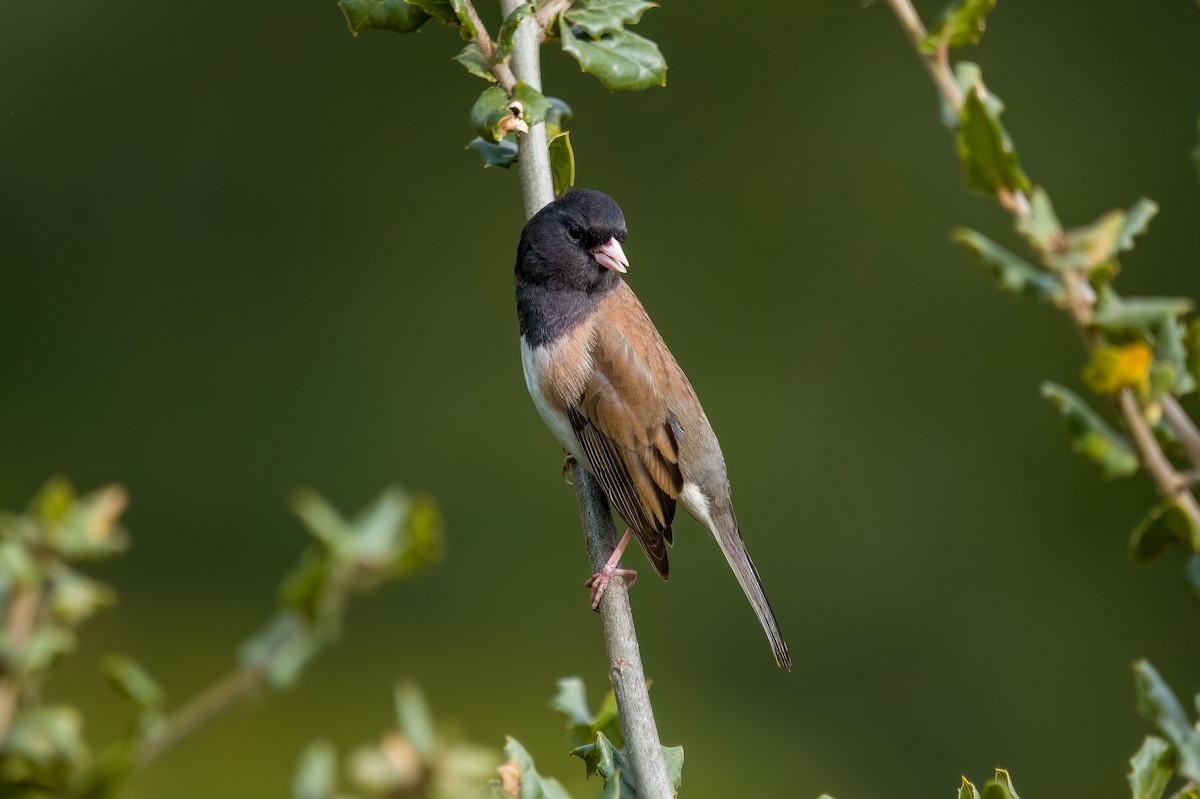 Dark-eyed Junco (Oregon) - ML631097925