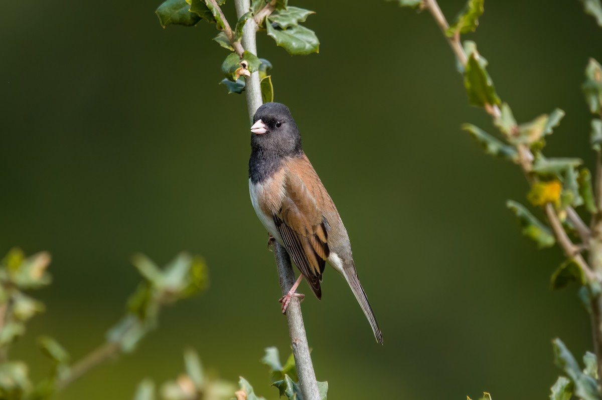 Dark-eyed Junco (Oregon) - ML631097927