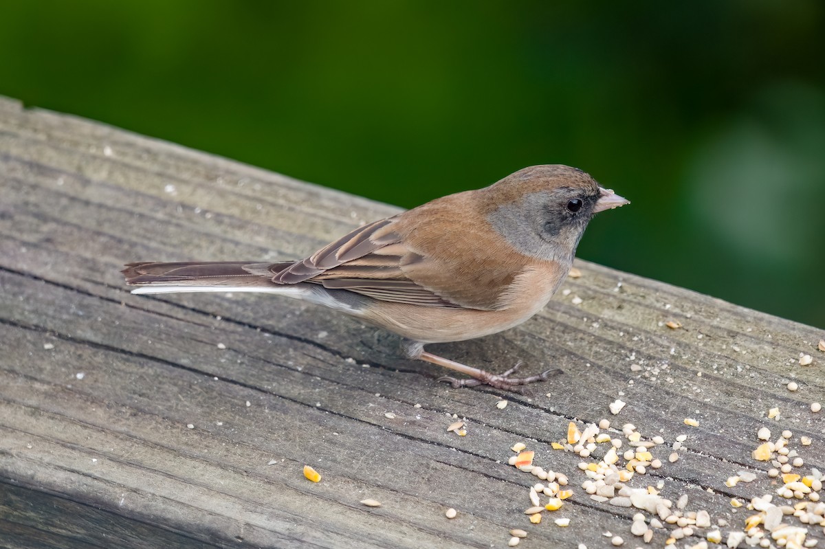 Dark-eyed Junco (Oregon) - ML631097931