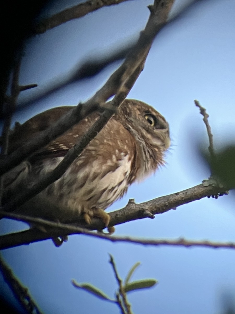 Northern Pygmy-Owl (Pacific) - ML631097976