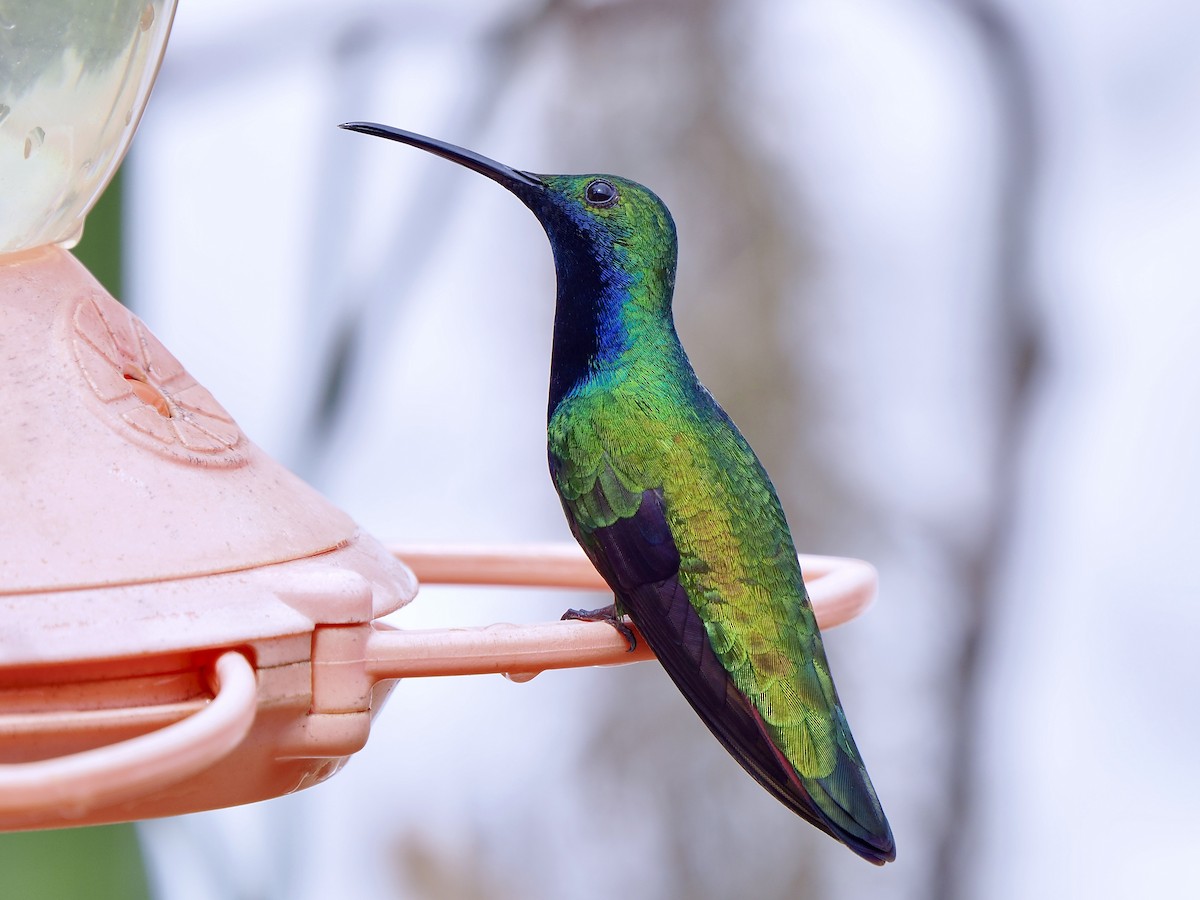 Black-throated Mango (Black-throated) - ML631098324