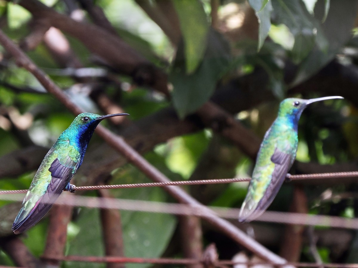 Black-throated Mango (Black-throated) - ML631098393