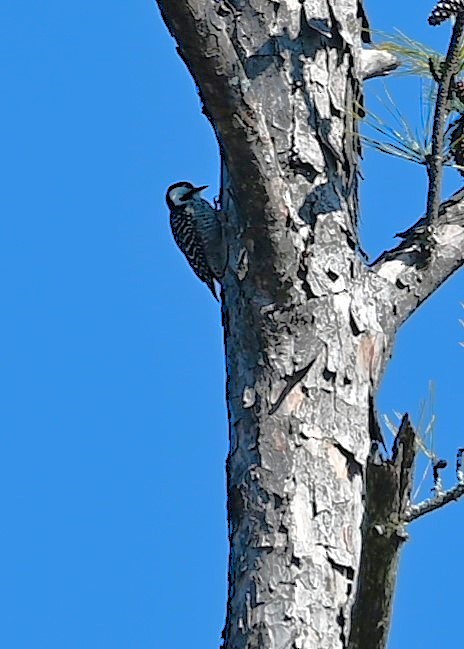 Red-cockaded Woodpecker - ML631098620