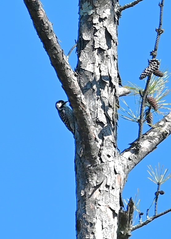 Red-cockaded Woodpecker - ML631098621