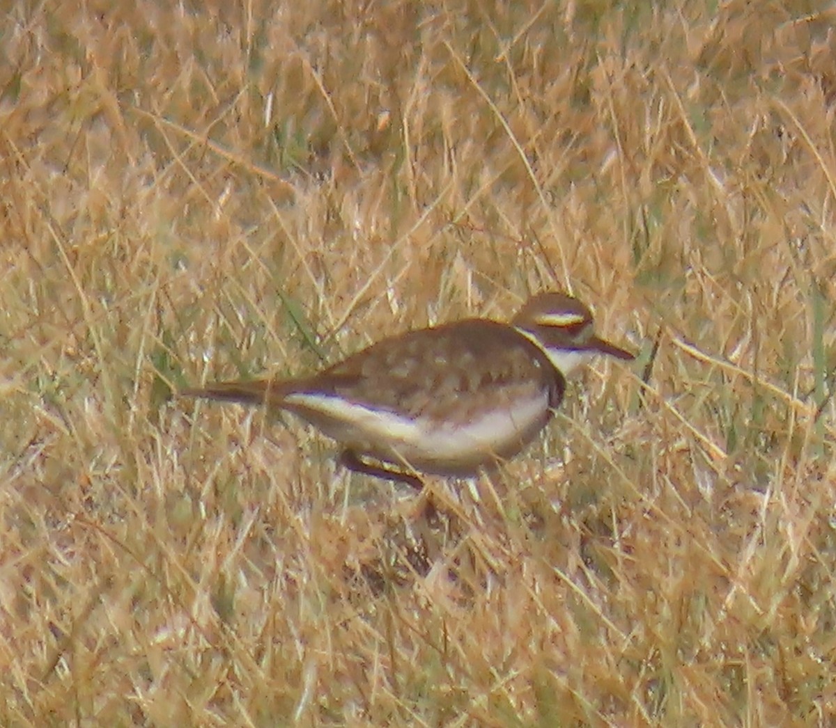 tobeltelo - ML631098835