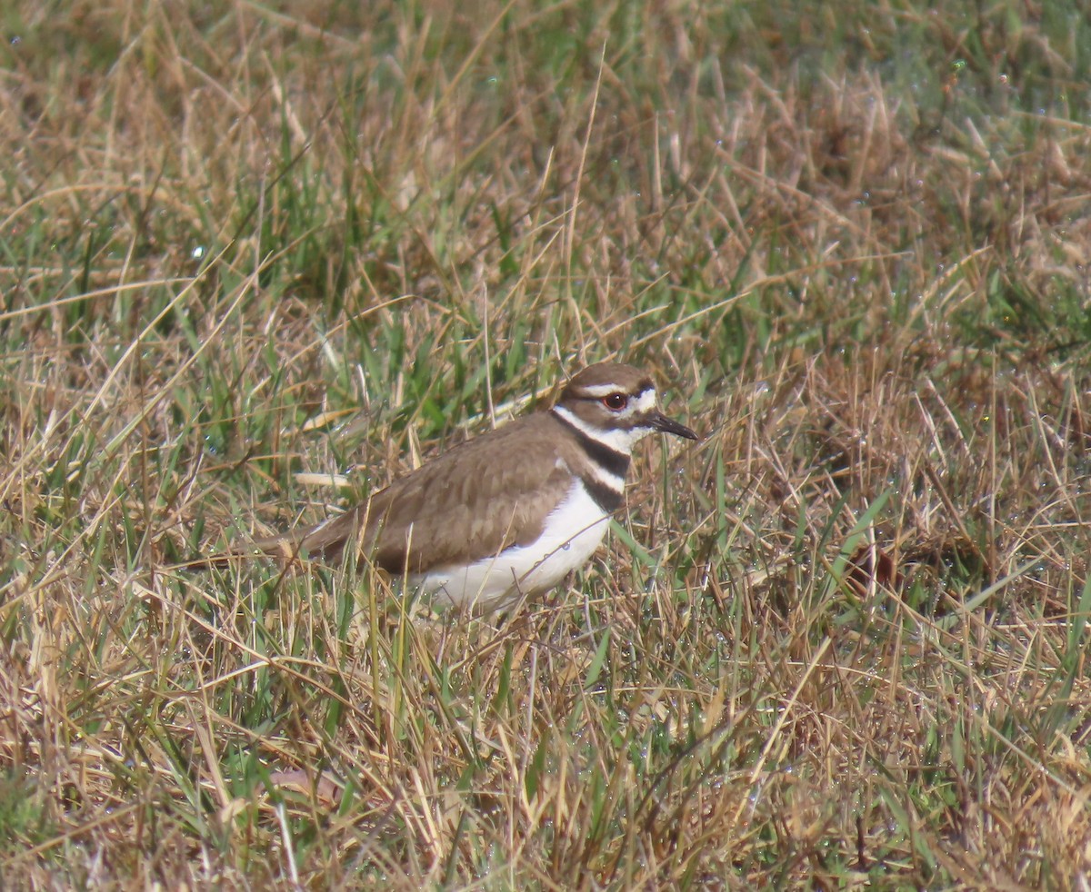 tobeltelo - ML631098840