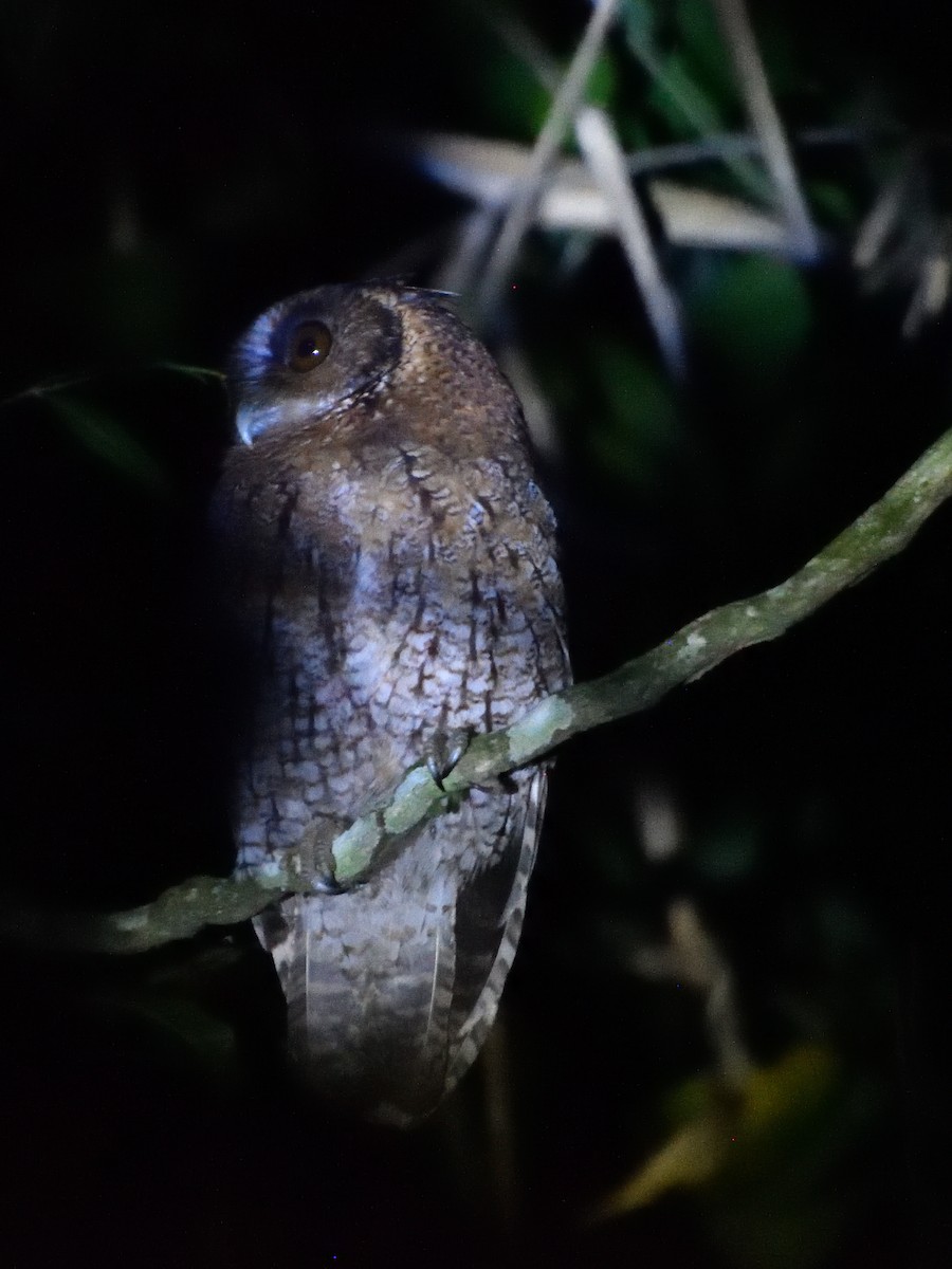 Black-capped Screech-Owl - ML631098930