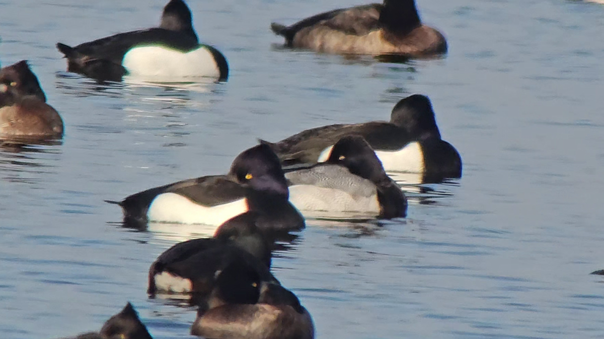 Lesser Scaup - ML631099008