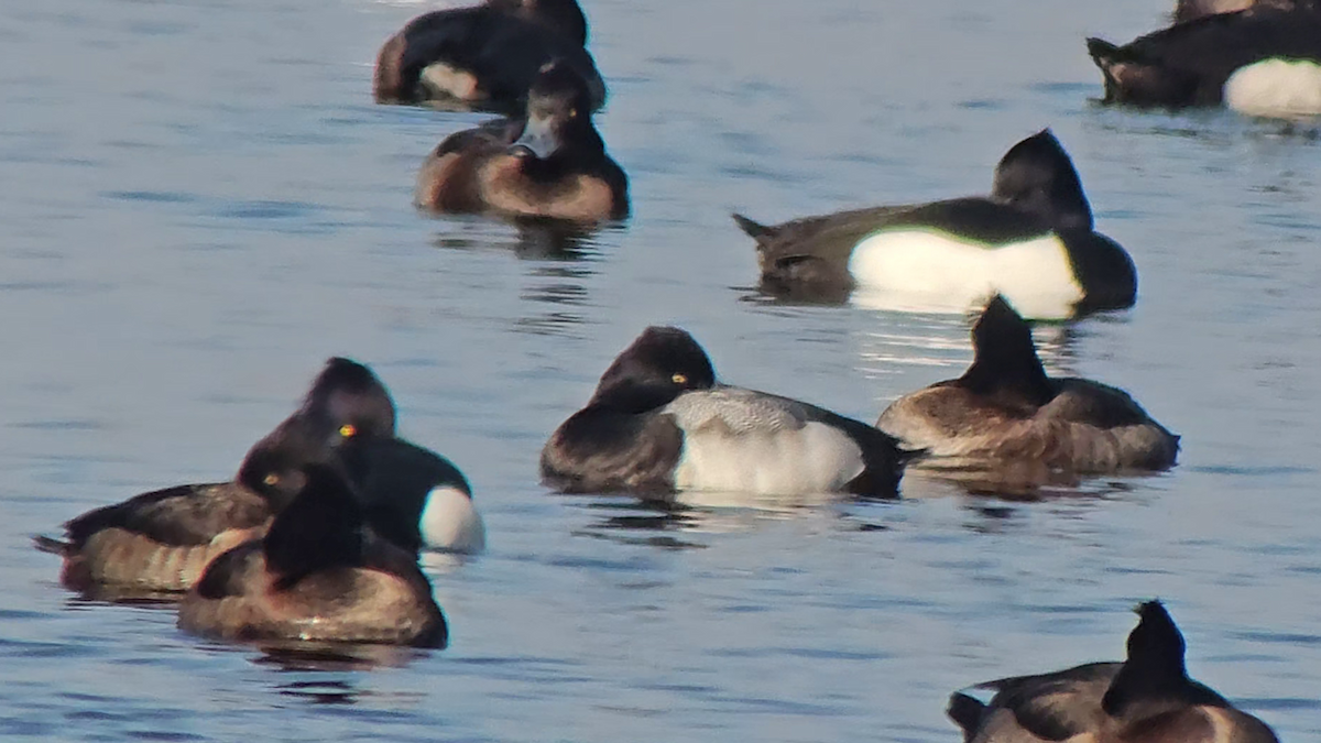 Lesser Scaup - ML631099009