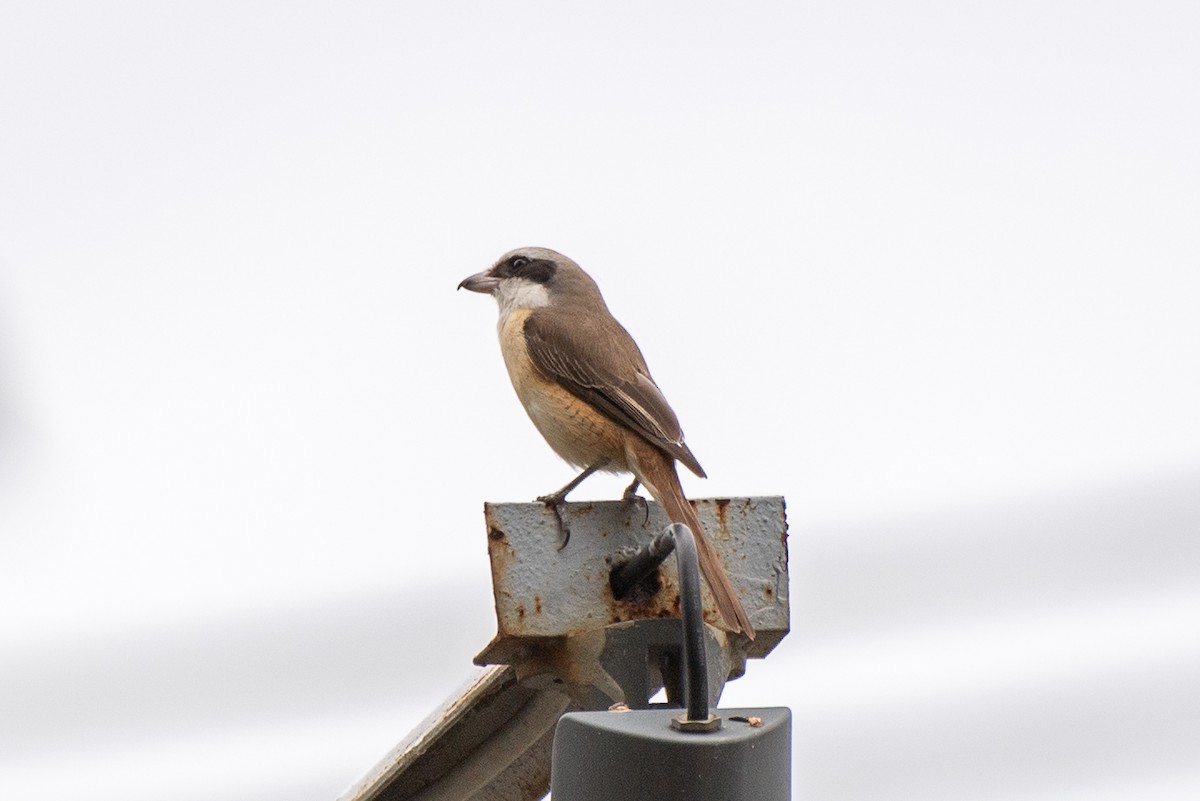 Brown Shrike (Philippine) - ML631099035