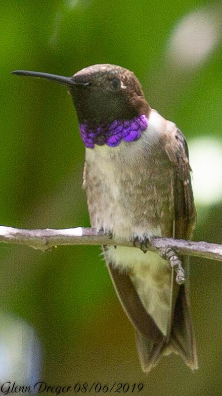 Black-chinned Hummingbird - ML631099125