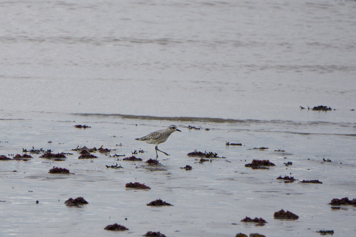 Black-bellied Plover - ML631099154