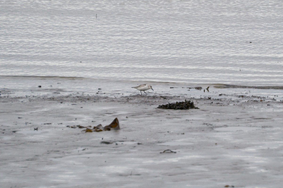 Sanderling - ML631099238