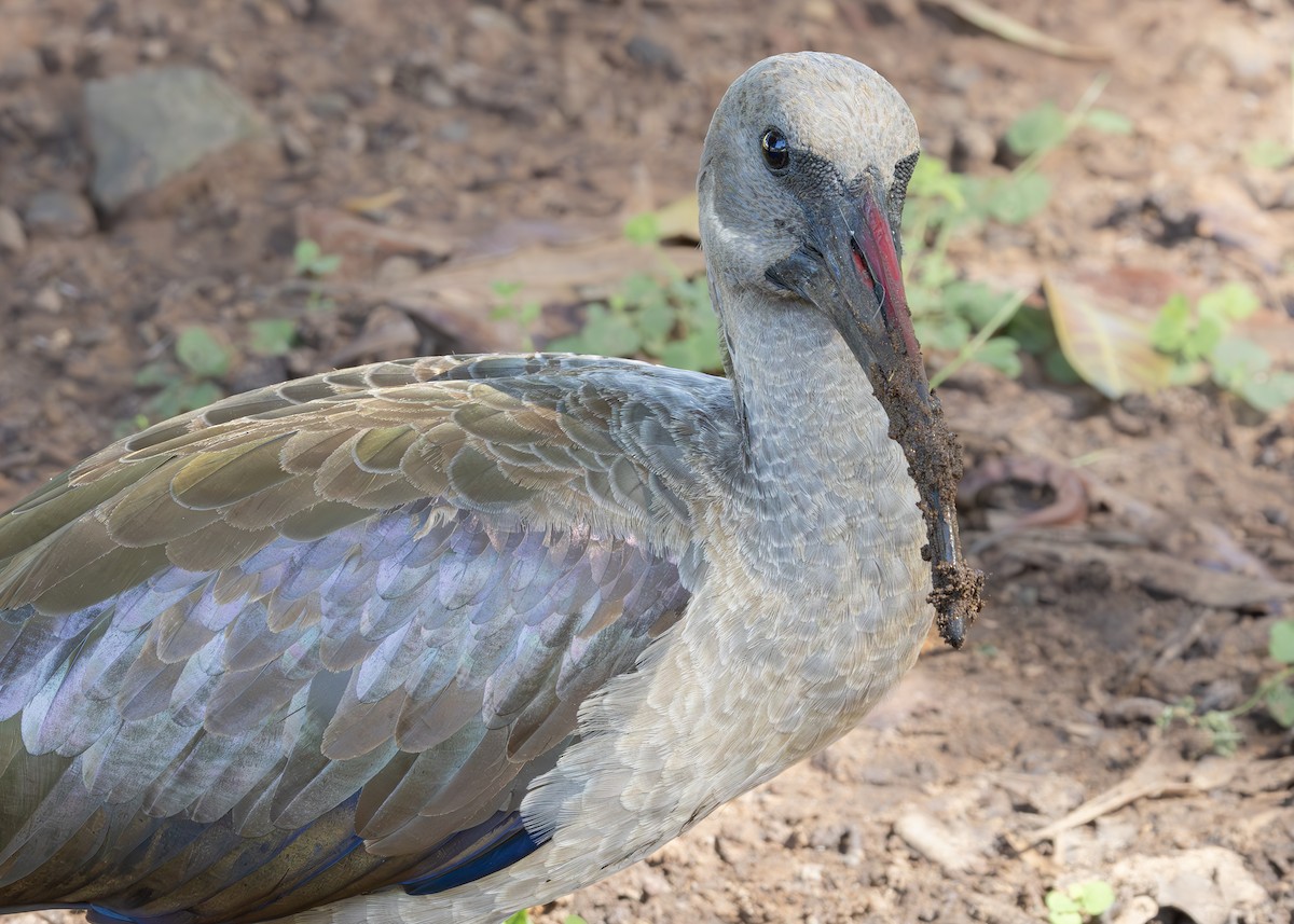 Hadada Ibis - ML631099298