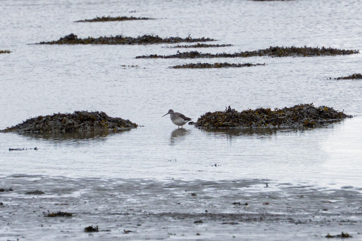 Greater Yellowlegs - ML631099417