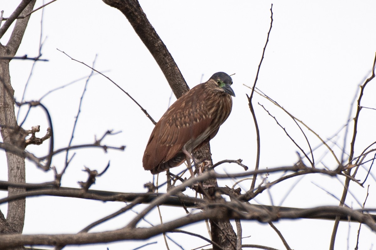 Nankeen Night Heron - ML631099445