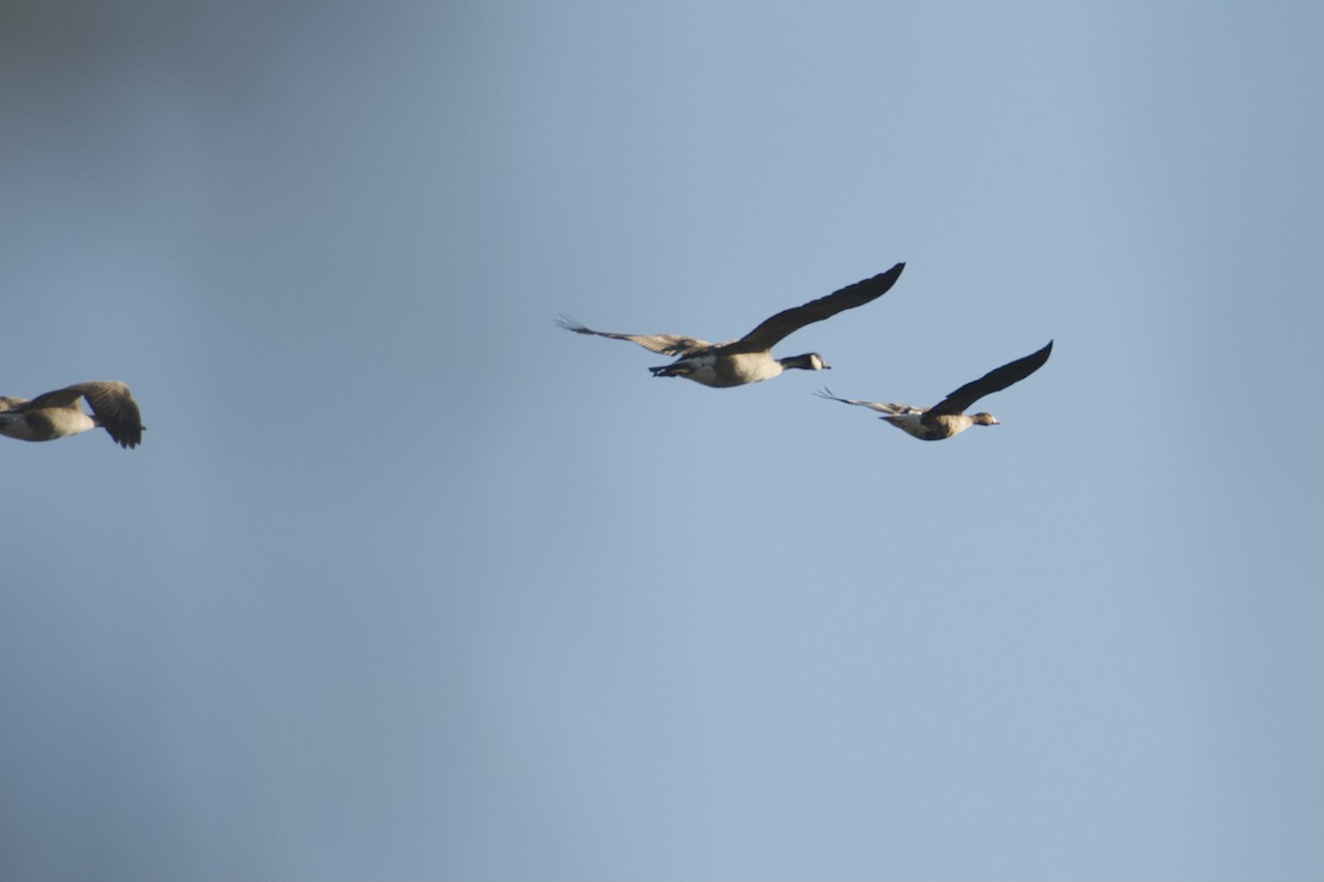 Greater White-fronted Goose - ML631099456