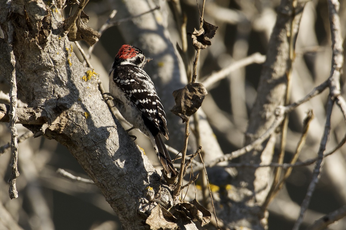 Downy x Nuttall's Woodpecker (hybrid) - ML631099461