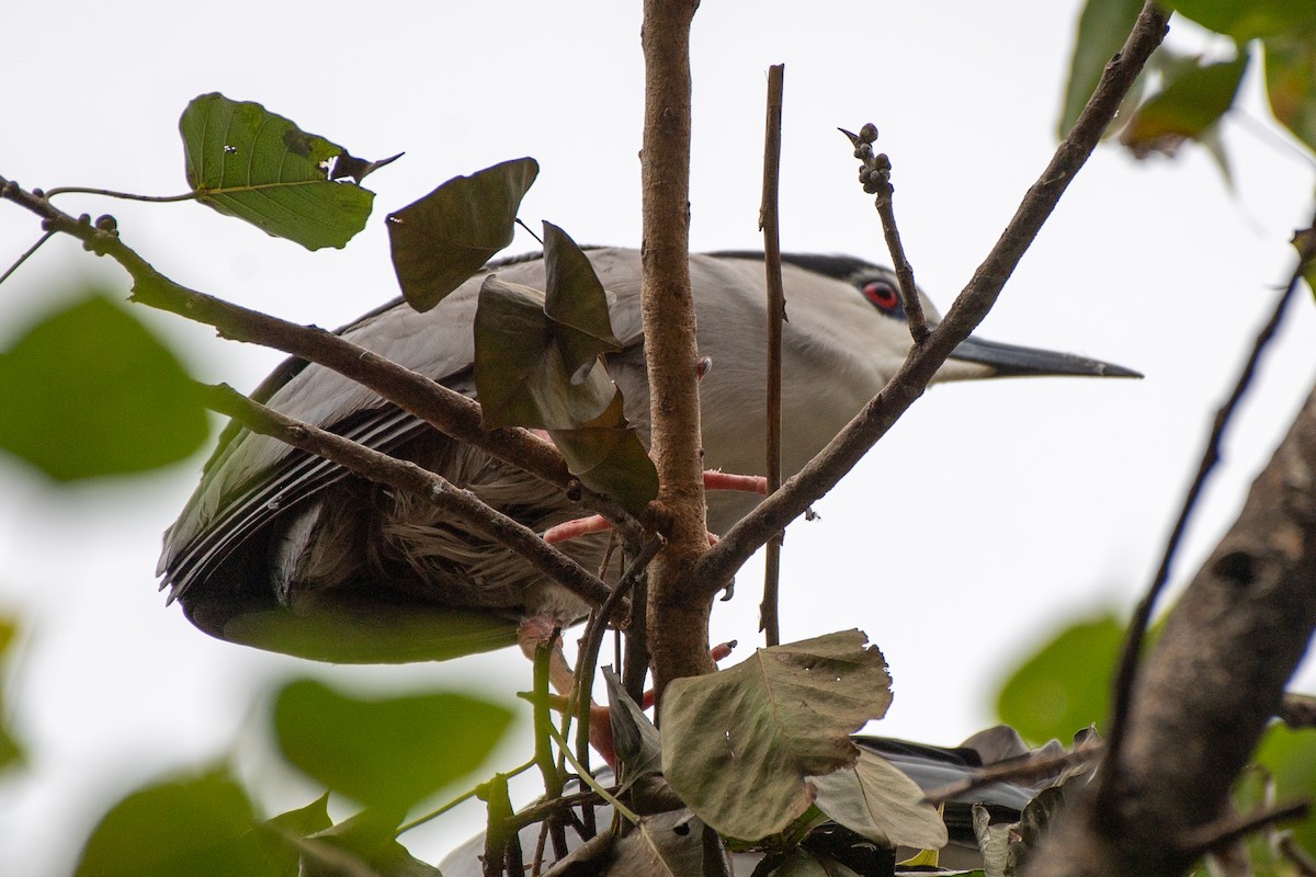 Black-crowned Night Heron (Eurasian) - ML631099648