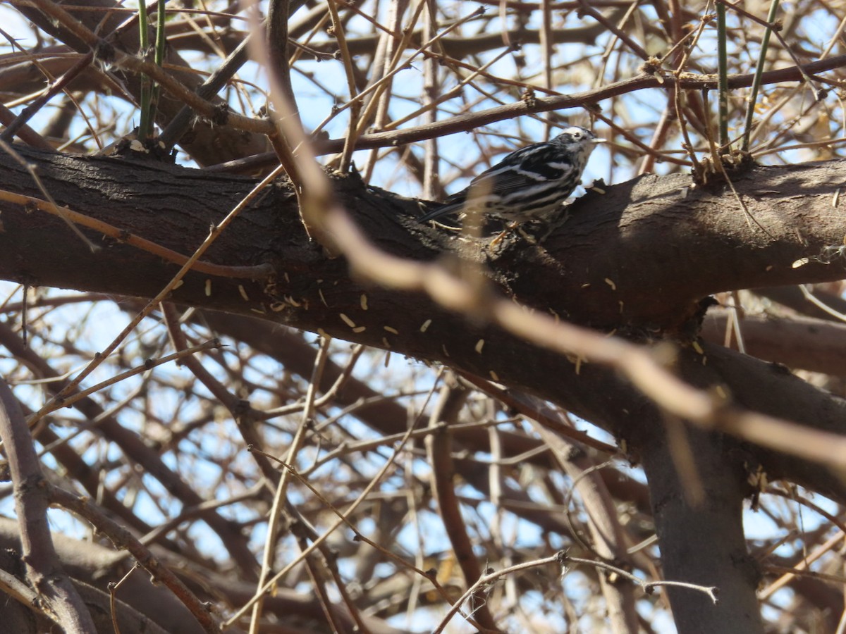 Kletterwaldsänger - ML631099799