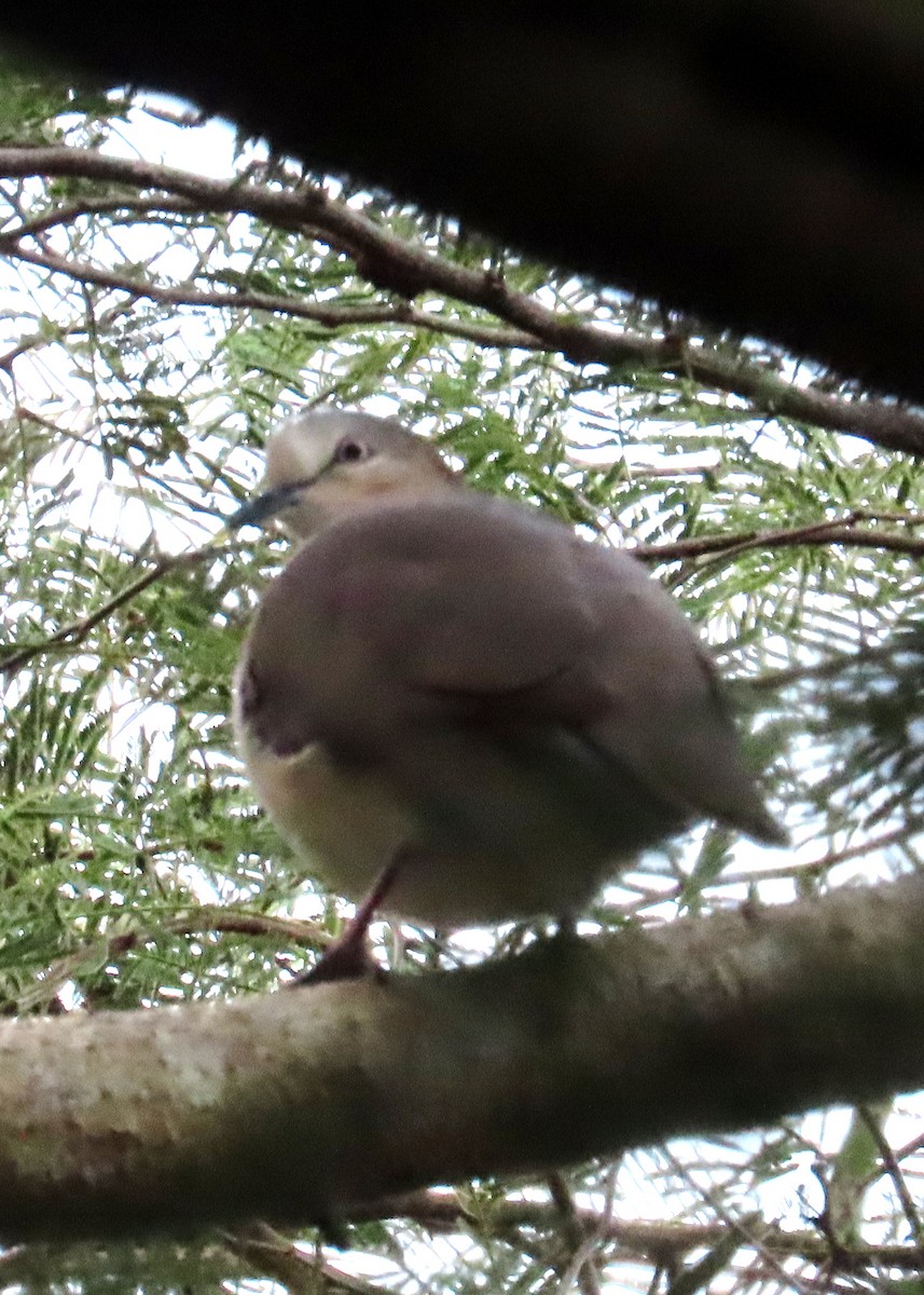 Grenada Dove - ML631099842